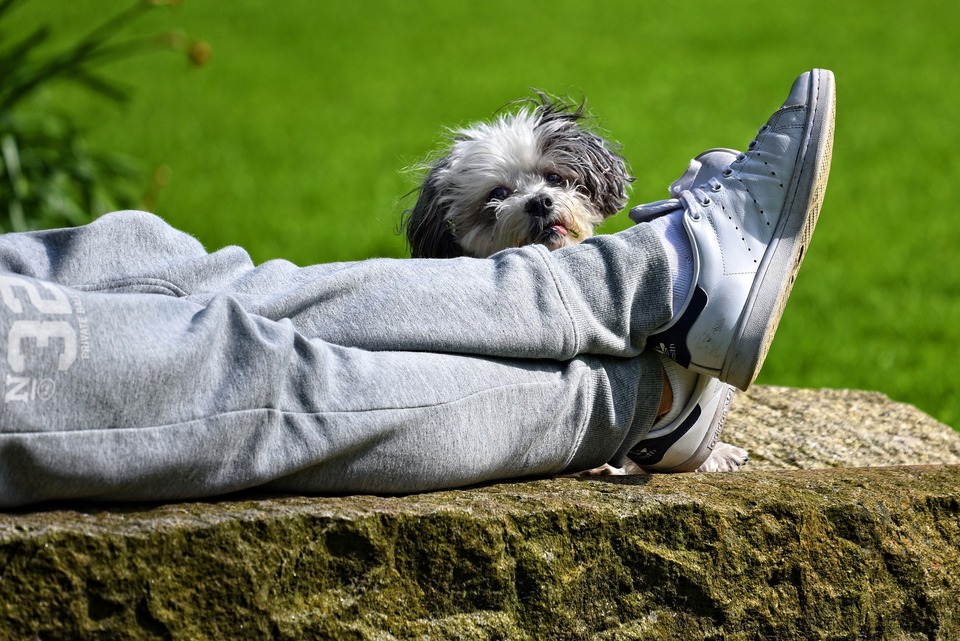 Tinkamas pasivaikščiojimas su šunimi leidžia palengvinti šuns emocijas ir įtampą.